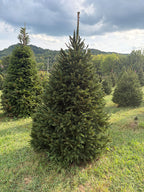7' 7" Choose and Cut Norway Spruce, 54" Base