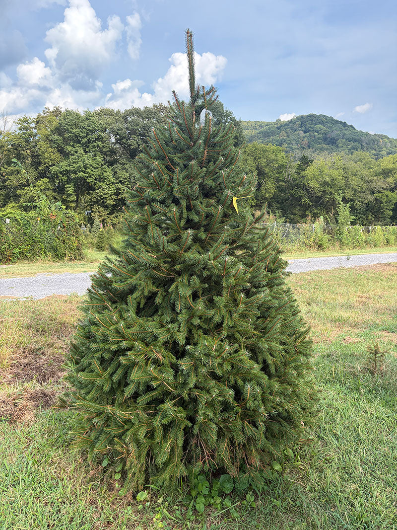 7' 9" Choose and Cut Norway Spruce, 49" Base