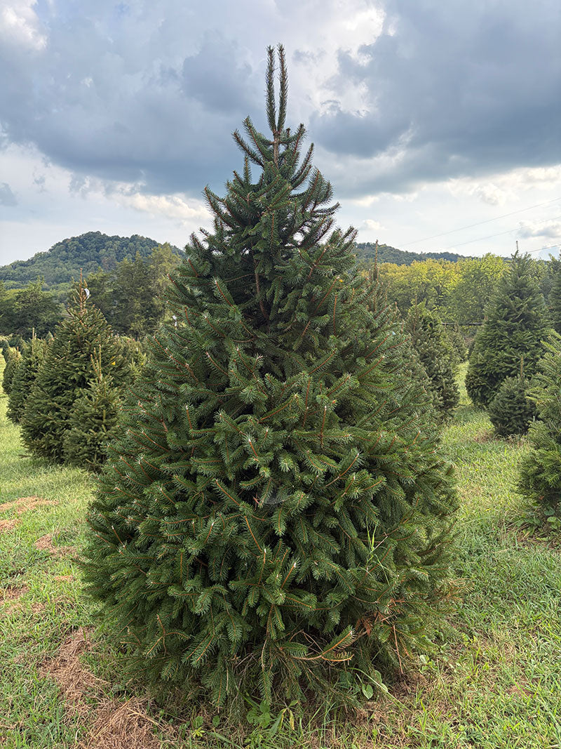 7' 9" Choose and Cut Norway Spruce, 49" Base