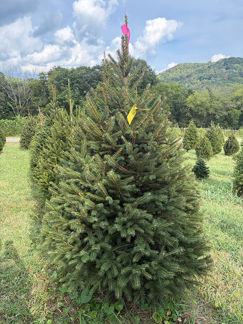 6' 6" Ball and Burlap Norway Spruce, 46" Base