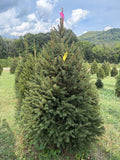 6' 6" Ball and Burlap Norway Spruce, 46" Base