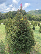 6' 6" Ball and Burlap Norway Spruce, 46" Base