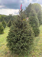 6' 6" Ball and Burlap Norway Spruce, 46" Base