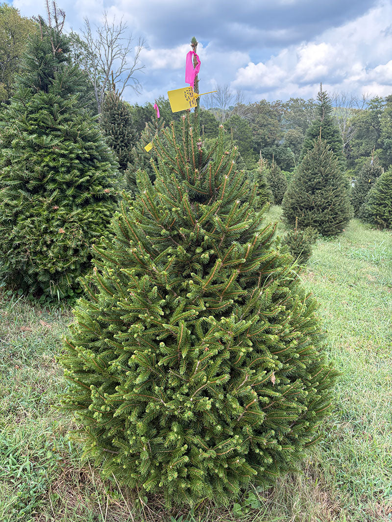 5' 8" Ball and Burlap Norway Spruce, 44" Base