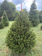 5' 8" Ball and Burlap Norway Spruce, 44" Base