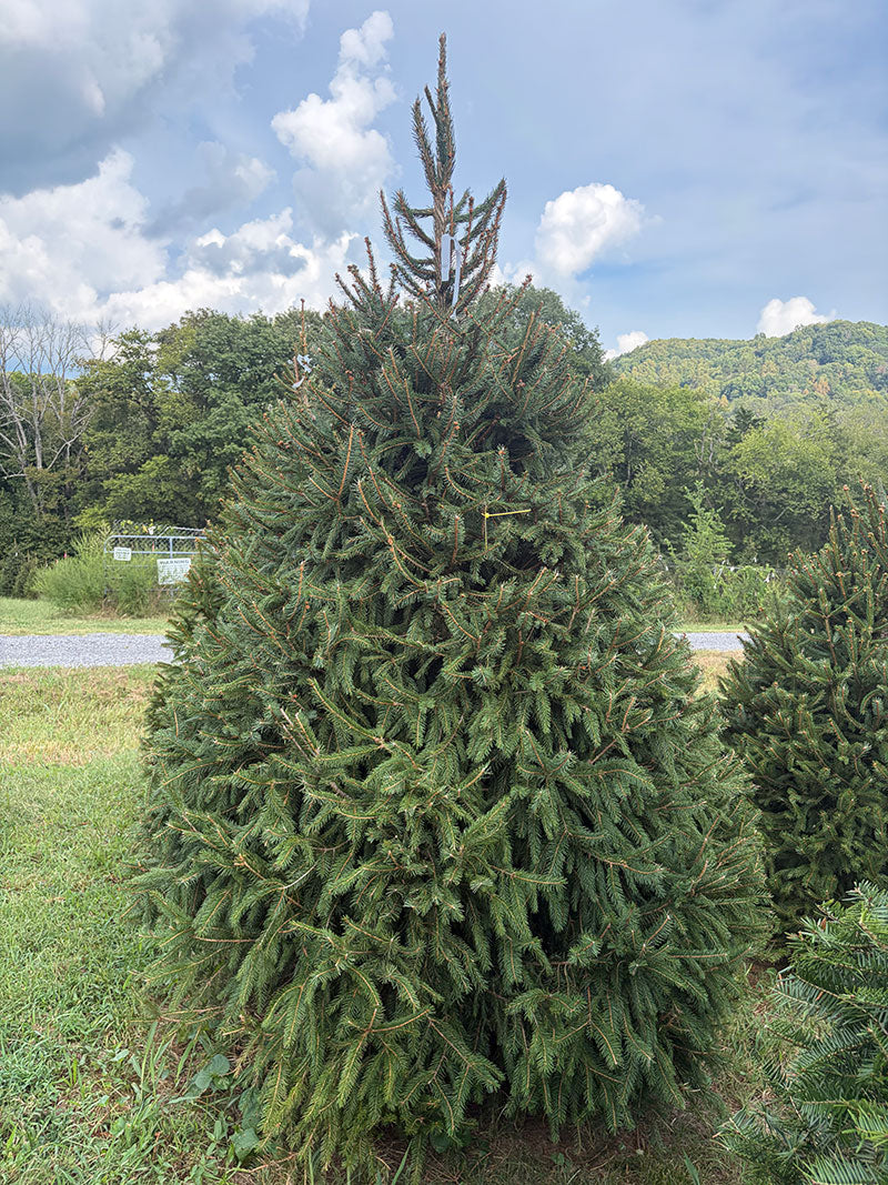 9' Choose and Cut Norway Spruce, 61" Base