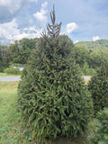 9' Choose and Cut Norway Spruce, 61" Base
