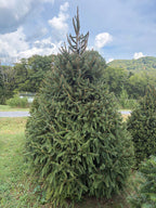 9' Choose and Cut Norway Spruce, 61" Base