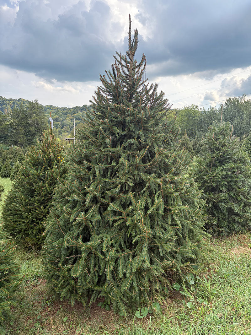 9' Choose and Cut Norway Spruce, 61" Base