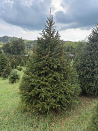 8' 1" Choose and Cut Norway Spruce, 60" Base