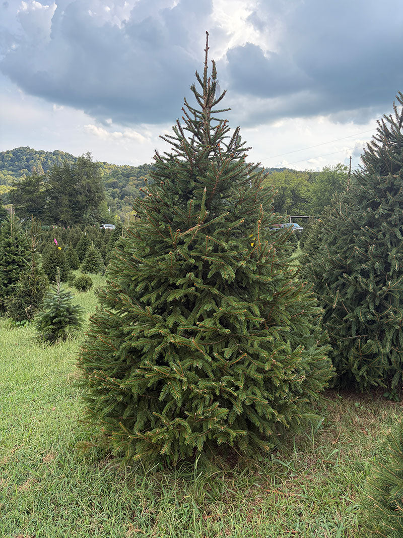 8' 1" Choose and Cut Norway Spruce, 60" Base