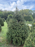 8' 1" Choose and Cut Norway Spruce, 60" Base