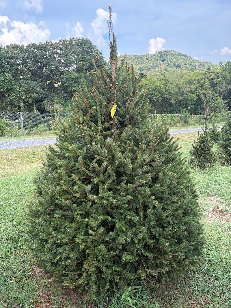 7' Choose and Cut Norway Spruce, 51" Base