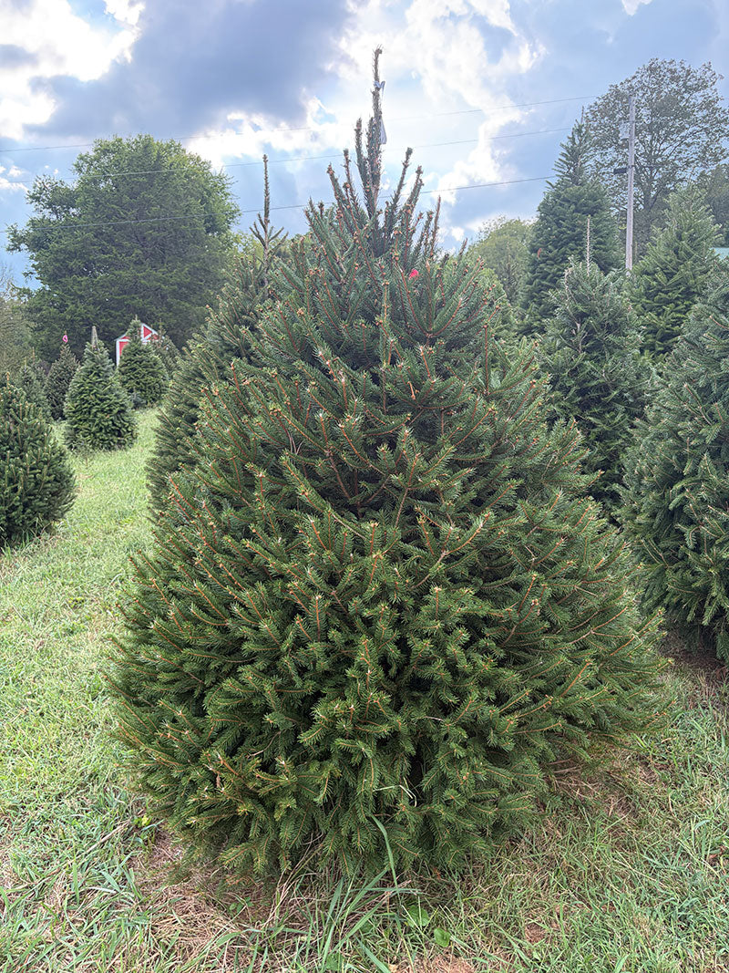 7' Choose and Cut Norway Spruce, 51" Base
