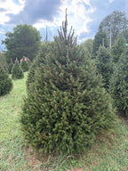 7' Choose and Cut Norway Spruce, 51" Base