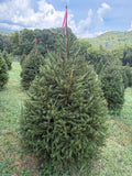 6' 2" Ball and Burlap Norway Spruce, 45" Base