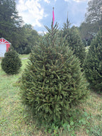 6' 2" Ball and Burlap Norway Spruce, 45" Base