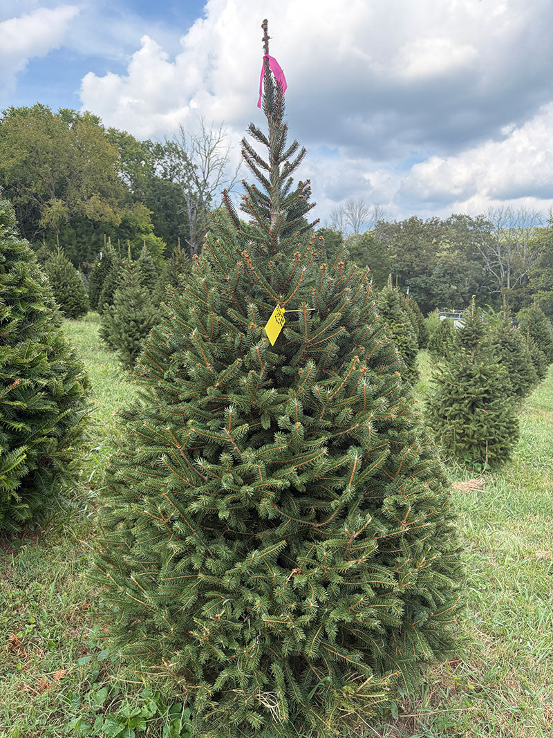 7' 1" Ball and Burlap Norway Spruce, 41" Base