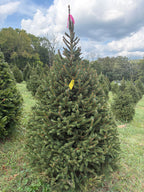 7' 1" Ball and Burlap Norway Spruce, 41" Base