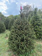7' 1" Ball and Burlap Norway Spruce, 41" Base