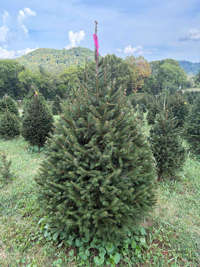 6' 6" Ball and Burlap Norway Spruce, 45" Base