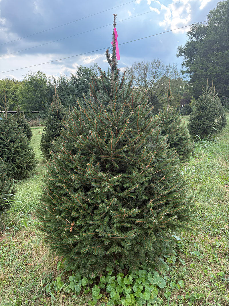6' 6" Ball and Burlap Norway Spruce, 45" Base