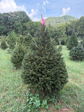 5' 10" Ball and Burlap Norway Spruce, 40" Base
