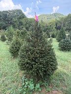 5' 10" Ball and Burlap Norway Spruce, 40" Base