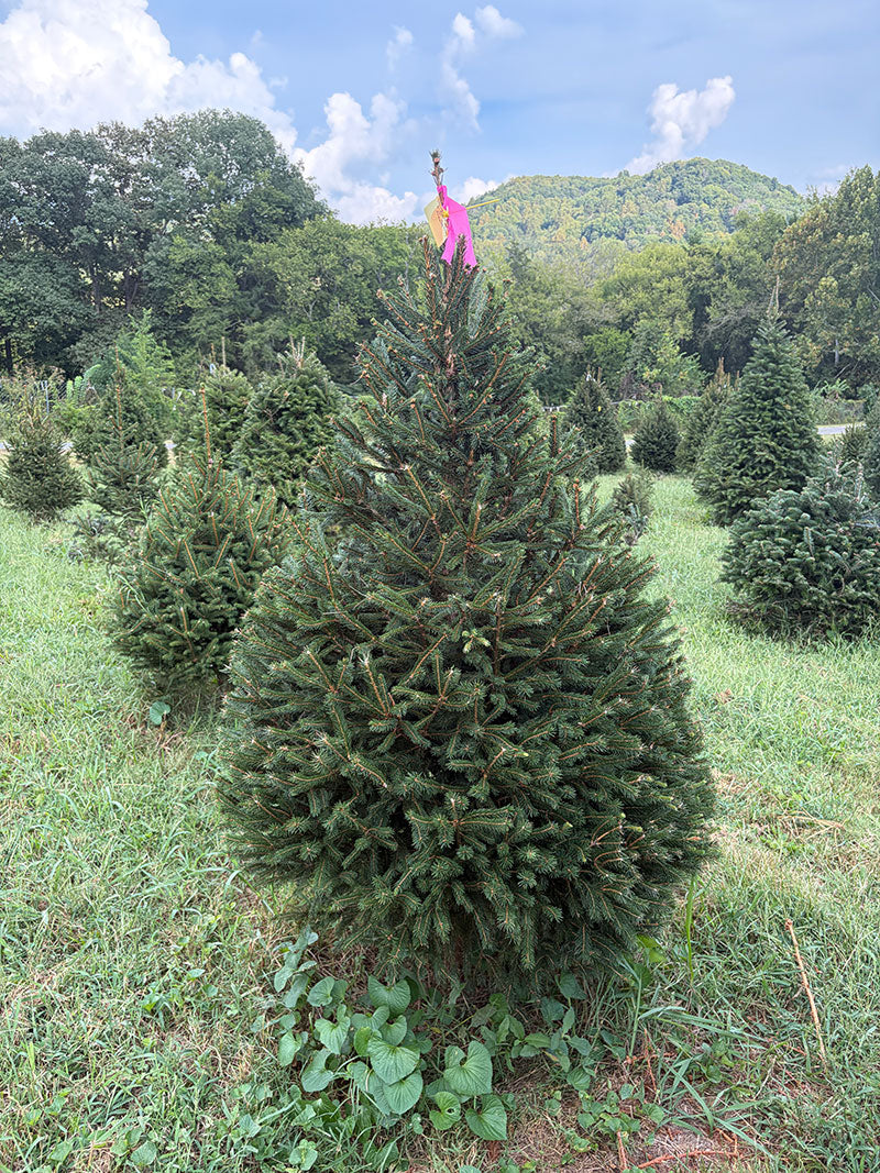 5' 10" Ball and Burlap Norway Spruce, 40" Base