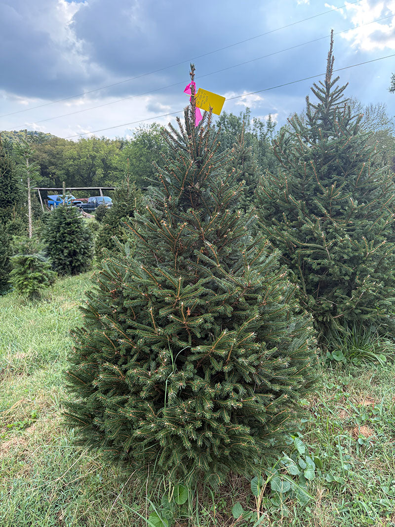 5' 10" Ball and Burlap Norway Spruce, 40" Base