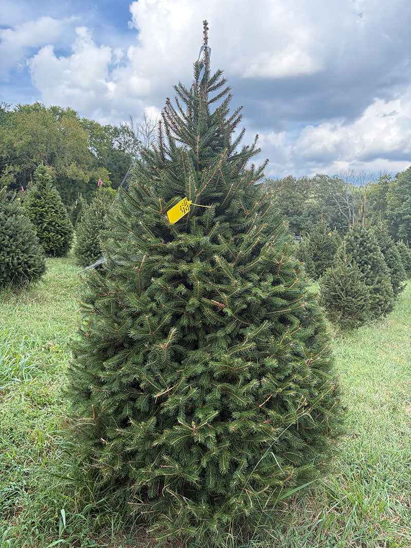 7' 2" Choose and Cut Norway Spruce, 52" Base