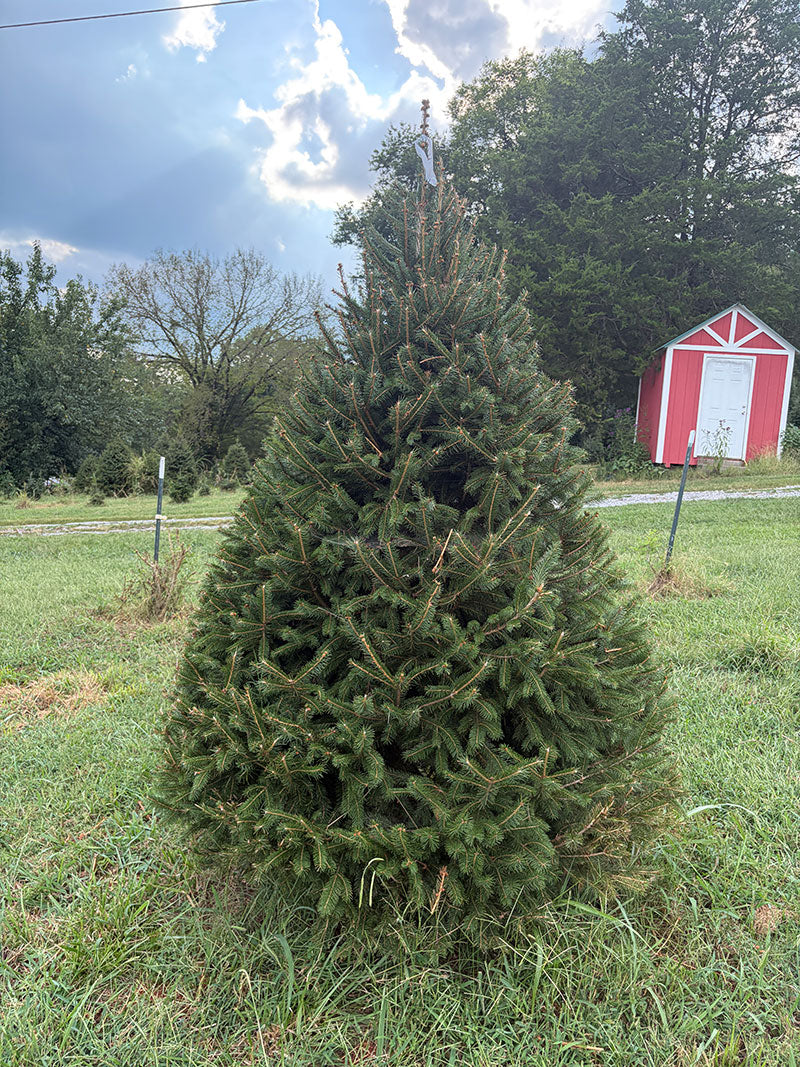 7' 2" Choose and Cut Norway Spruce, 52" Base