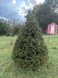 7' 2" Choose and Cut Norway Spruce, 52" Base