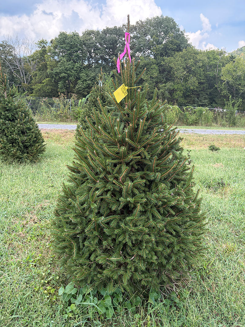 5' 11" Ball and Burlap Norway Spruce, 45" Base