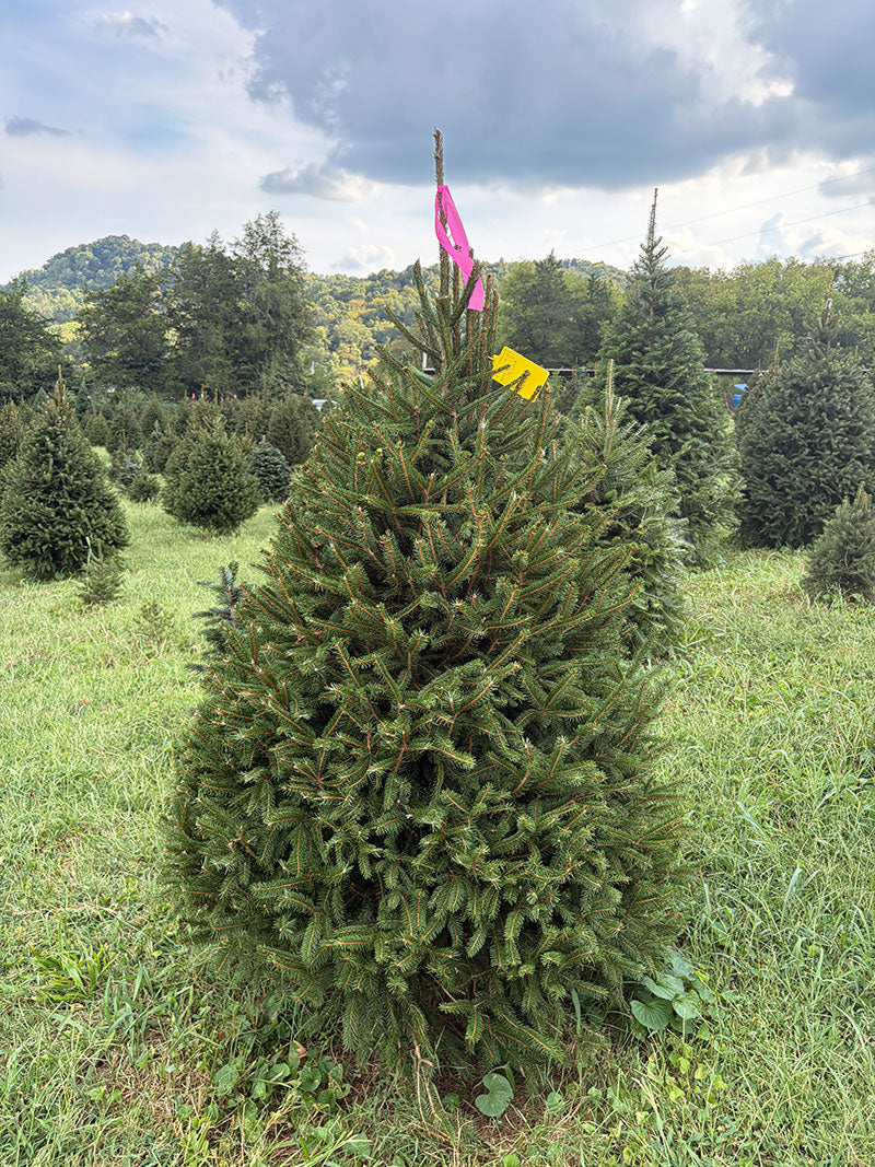 5' 11" Ball and Burlap Norway Spruce, 45" Base