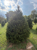 7' 7" Choose and Cut Norway Spruce, 55" Base