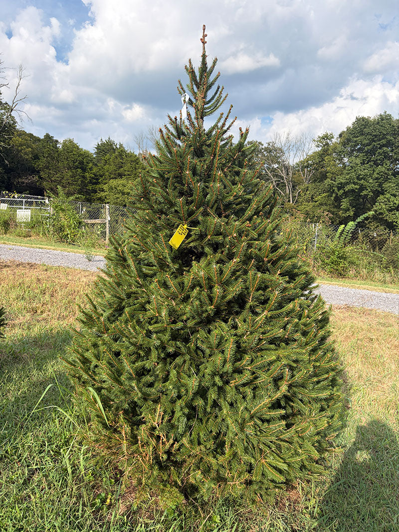 7' 7" Choose and Cut Norway Spruce, 55" Base