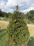 7' 7" Choose and Cut Norway Spruce, 55" Base