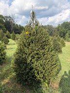 7' 6" Choose and Cut Norway Spruce, 61" Base