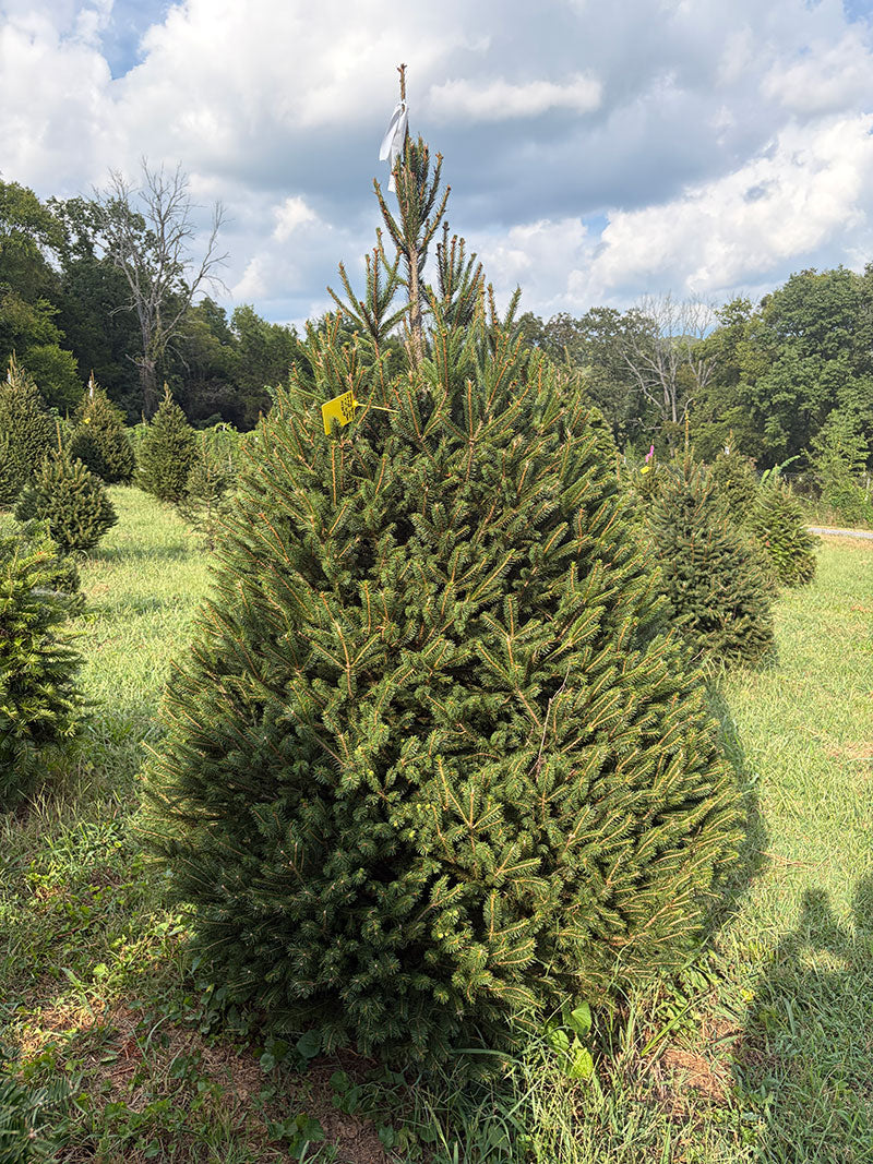 7' 6" Choose and Cut Norway Spruce, 61" Base