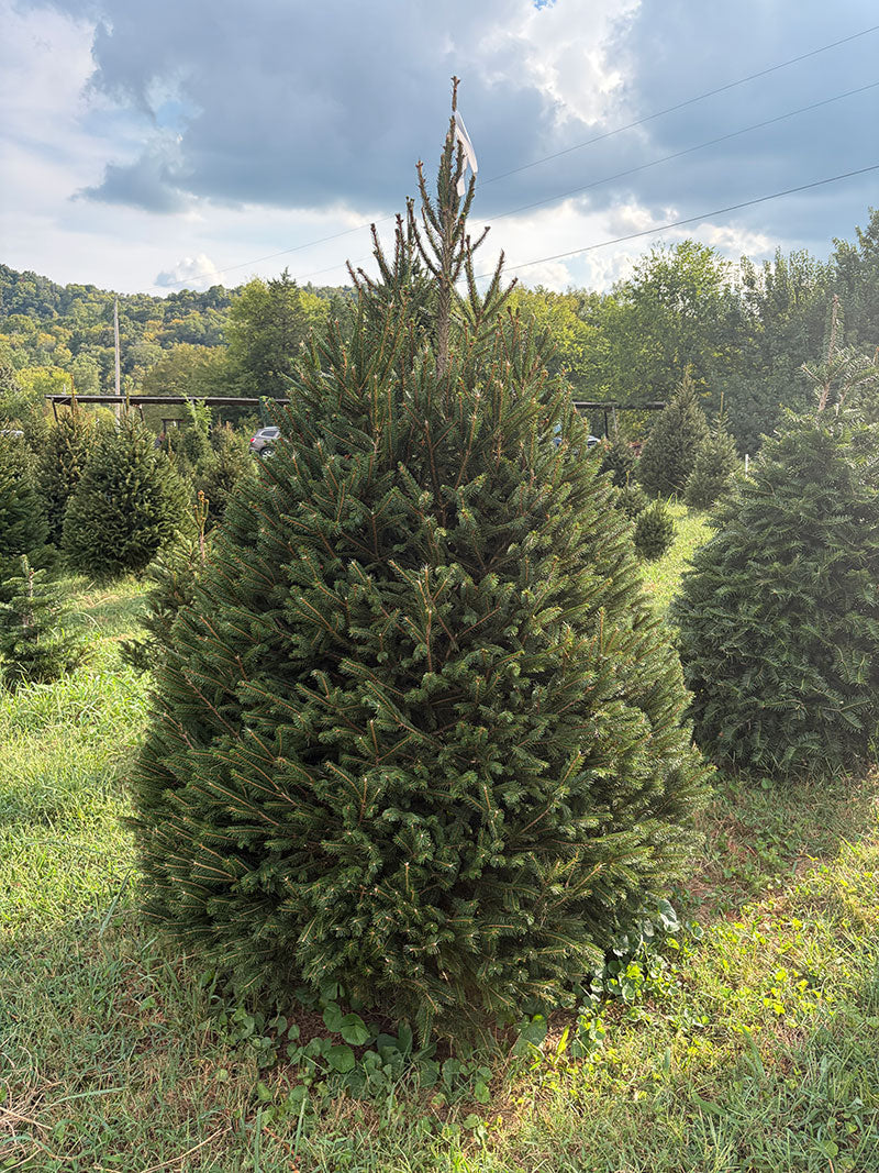 7' 6" Choose and Cut Norway Spruce, 61" Base
