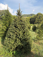 7' 8" Choose and Cut Norway Spruce, 55" Base