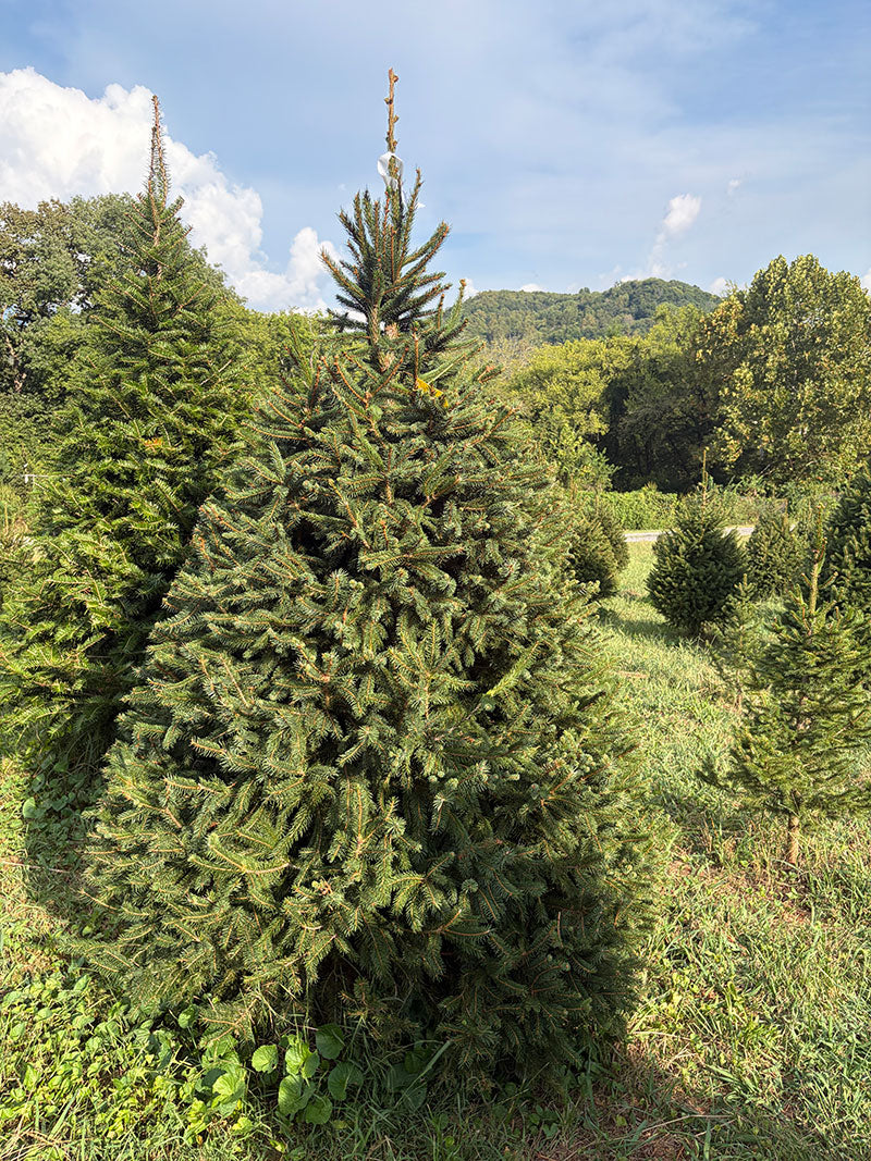 7' 8" Choose and Cut Norway Spruce, 55" Base