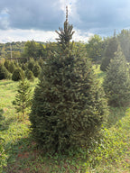 7' 8" Choose and Cut Norway Spruce, 55" Base