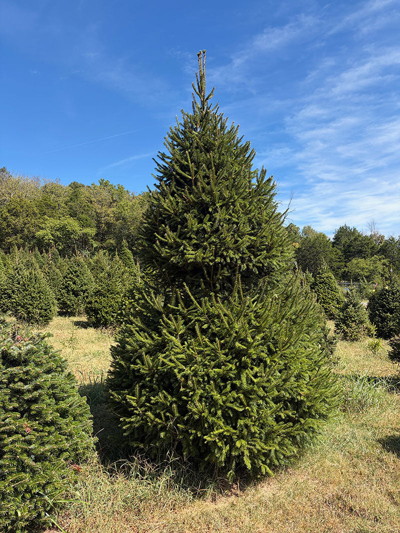 11' 7" Choose and Cut Norway Spruce, 72" Base