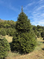 11' 7" Choose and Cut Norway Spruce, 72" Base