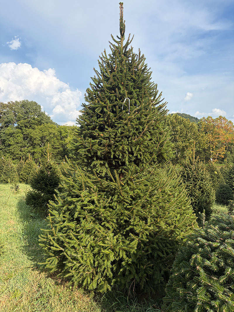 11' 7" Choose and Cut Norway Spruce, 72" Base