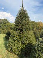 11' 7" Choose and Cut Norway Spruce, 72" Base