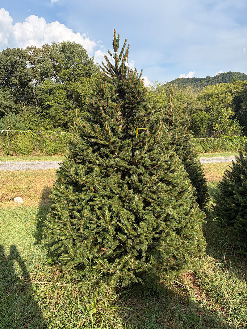 7' 6" Choose and Cut Norway Spruce, 50" Base