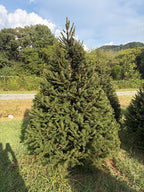 7' 6" Choose and Cut Norway Spruce, 50" Base